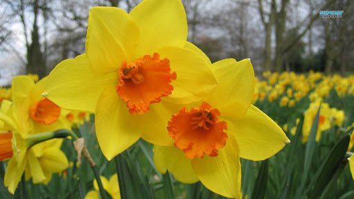 hình ảnh hoa thủy tiên daffodil